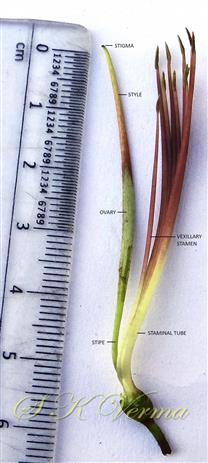  Pistil and Stamens